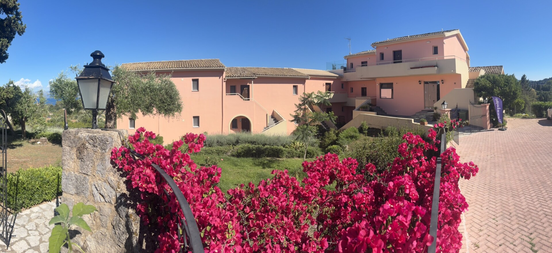 bougainvillea