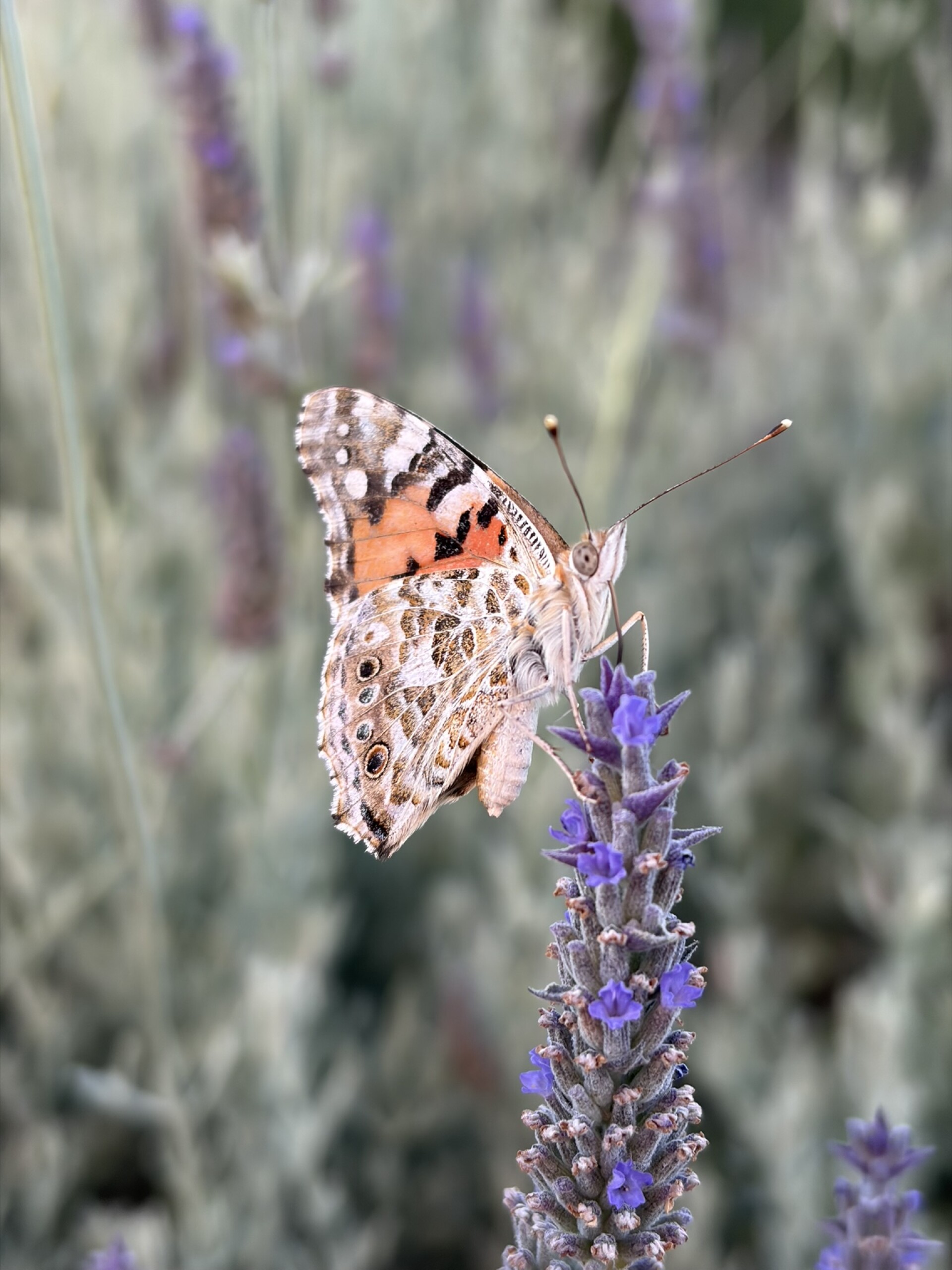 lavender butterfly